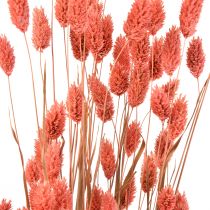 Phalaris rose brillant herbe séchée décoration sèche 70cm 75g