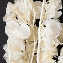 Article Physalis séché blanchi décoration de fleur de lanterne Nicandra 75-80cm 100g
