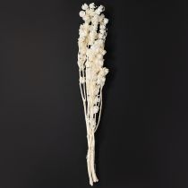 Article Physalis séchée, blanchie, en forme de lanterne, Nicandra, 75-80 cm, 100 g