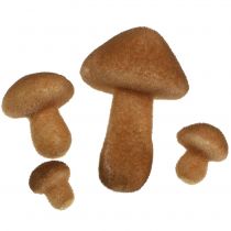 Mélange de champignons brun clair 2 - 8 cm 12 p.