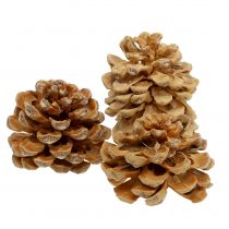 Cônes de pin pinea crème 5-18 cm 25 p.
