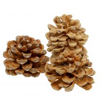Article Pommes de pin Pinus Pinea crème mélangée 5-18cm 25 pcs