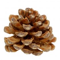 Article Pommes de pin Pinus Pinea crème mélangée 5-18cm 25 pcs