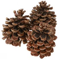 Article Pommes de pin véritables Pinus Pinea Grandes 10-12cm 50pcs