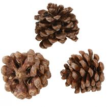 Article Pinus Pinea Pommes de Pin Moyennes Naturel 8-10cm 50 pcs