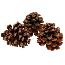 Article Pinus Pinea moyen 10/14cm naturel 50p