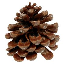 Article Pinus Pinea moyen 10/14cm naturel 50p