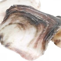 Coquilles de Capiz, Coquilles de Palourdes Naturelles, Articles Naturels Couleur Perle, Violet 4–16cm 430g