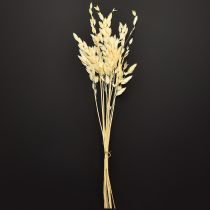 Article Avoine sauvage séchée Chasmantium Champagne 70cm 10pcs
