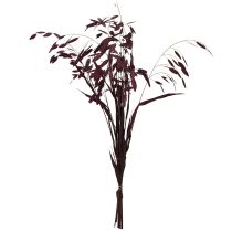 Article Herbe à oreilles plates herbe sèche Chasmantium violet 70cm 10 pcs