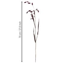 Article Herbe à oreilles plates herbe sèche Chasmantium violet 70cm 10 pcs