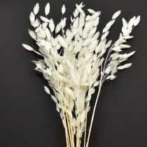 Article Herbe à oreilles plates herbe sèche Chasmantium Blanc 70cm 10 pcs