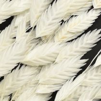 Article Herbe à oreilles plates herbe sèche Chasmantium Blanc 70cm 10 pcs