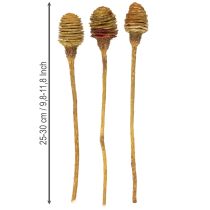 Article Tiges décoratives en bois naturel crème 50 pièces