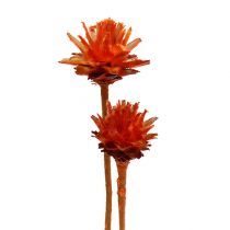 Article Protées séchées Fleurs Plumosum Orange 3-6cm 25 pcs