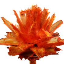 Plumosum 1 Orange 25pcs