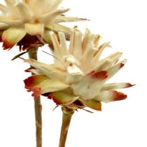 Leucospermum 1-3 Mix crème 100 têtes