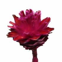 Article Plumosum Fleurs de protéa Fuchsia Ø4,5-5cm 25 pièces