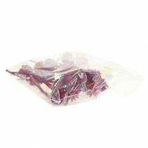 Article Plumosum Fleurs de protéa Fuchsia Ø4,5-5cm 25 pièces