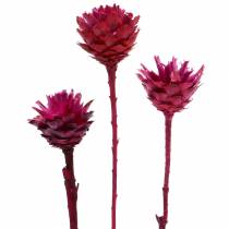 Article Plumosum Fleurs de protéa Fuchsia Ø4,5-5cm 25 pièces