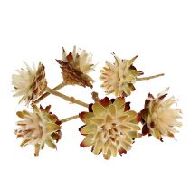 Plumosum à tige courte 3-6 1kg