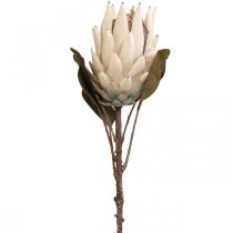 Protea Flétri Artificiellement Drylook Beige Marron Vert 72cm