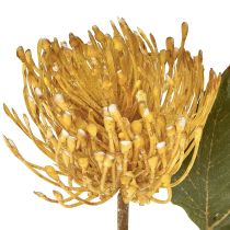 Article Protea artificiel Leucospermum coussin à épingles jaune 30 cm 6 pièces