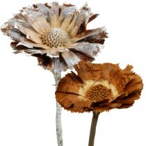 Mélange exotique Protea Rosette naturel, fleur séchée blanchie à la chaux 9pcs