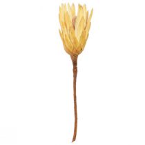 Article Fleur séchée Protea Repens crème naturelle 10-12 cm - Lot de 25