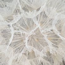 Article Pissenlit décoratif blanc – fleurs séchées délicates pour des compositions élégantes Ø11cm 6 pcs