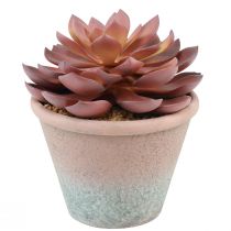 Article Plante succulente en pot Echeveria artificielle rouge vintage Ø15cm H16cm