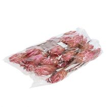 Article Protéa repens Décorations exotiques Fuchsia 24-35cm 25pcs
