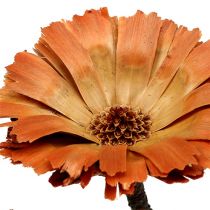 Article Repens Rosette Naturel 6-7cm 50 pcs