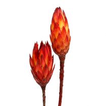 Repens rouge 2 tons 25pcs