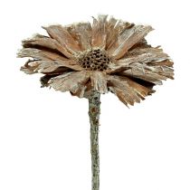 Article Protea rosace 8-9cm blanc lavé 25 pcs