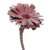 Article Protea rosette bruyère givrée Ø8-9cm 25p