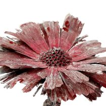 Protea rosette bruyère givrée Ø8-9cm 25p