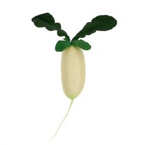 Radis blanc avec feuilles 12cm 3pcs