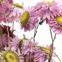 Article Bouquet de fleurs séchées d&#39;Acroclinium rose, 20 g