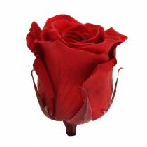 Roses infinies grandes Ø5.5-6cm rouges 6pcs