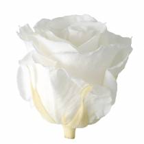 Article Roses Éternelles Blanches Ø5,5-6cm – Lot de 6