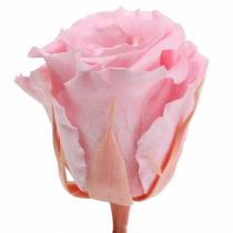 Article Roses Éternelles Préservées Ø 4-4,5 cm Rose – Lot de 8