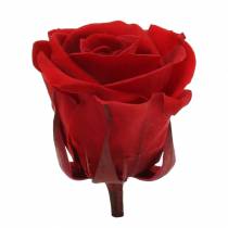 Roses stabilisées moyennes Ø4-4,5cm rouges 8pcs