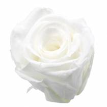 Article Roses stabilisées moyennes Ø4-4,5cm blanches 8pcs