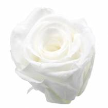 Article Roses stabilisées moyennes Ø4-4,5cm blanches 8 pcs