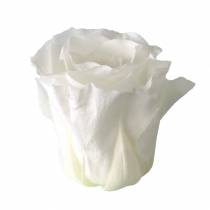 Article Roses naturelles stabilisées blanches Ø4-4,5 cm - Lot de 8