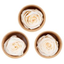 Article Têtes de roses stabilisées pour compositions florales élégantes, 5 cm, lot de 6