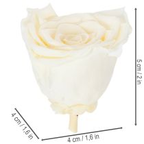 Article Têtes de roses stabilisées, décoration de table durable pour une ambiance romantique, décoration de mariage, 5 cm, lot de 6