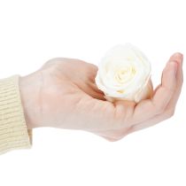 Article Têtes de roses stabilisées, décoration de table durable pour une ambiance romantique, décoration de mariage, 5 cm, lot de 6