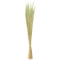 Article Herbe courbée Agrostis Capillaris Graminées Sèches Vert 65cm 80g